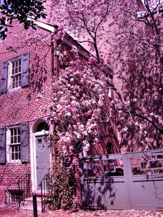Magnolias in spring